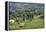 Tea Fields in Rize, Black Sea Region of Turkey-Ali Kabas-Framed Premier Image Canvas