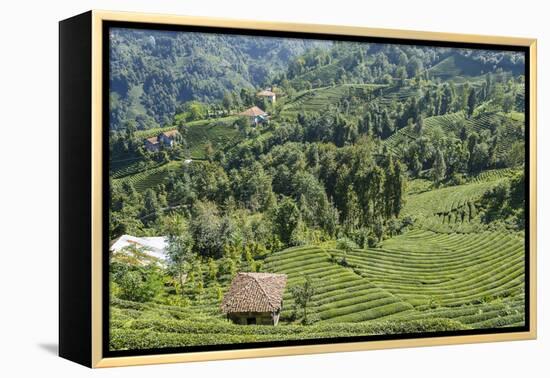 Tea Fields in Rize, Black Sea Region of Turkey-Ali Kabas-Framed Premier Image Canvas