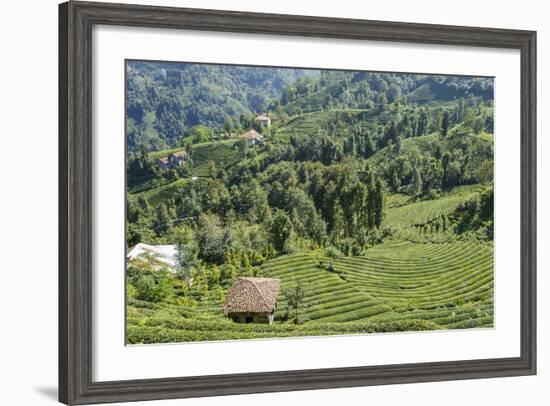 Tea Fields in Rize, Black Sea Region of Turkey-Ali Kabas-Framed Photographic Print