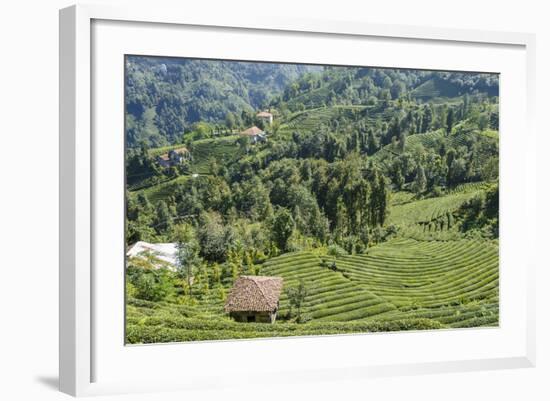 Tea Fields in Rize, Black Sea Region of Turkey-Ali Kabas-Framed Photographic Print