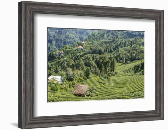 Tea Fields in Rize, Black Sea Region of Turkey-Ali Kabas-Framed Photographic Print