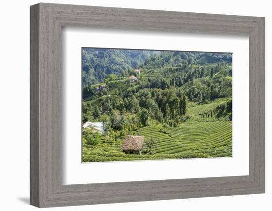Tea Fields in Rize, Black Sea Region of Turkey-Ali Kabas-Framed Photographic Print
