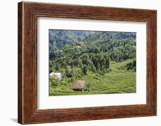 Tea Fields in Rize, Black Sea Region of Turkey-Ali Kabas-Framed Photographic Print