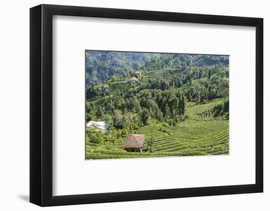 Tea Fields in Rize, Black Sea Region of Turkey-Ali Kabas-Framed Photographic Print