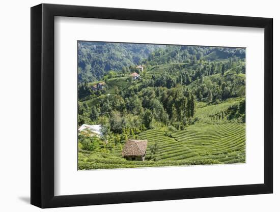 Tea Fields in Rize, Black Sea Region of Turkey-Ali Kabas-Framed Photographic Print