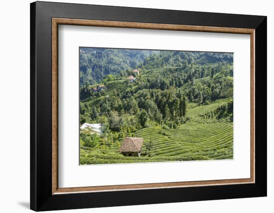 Tea Fields in Rize, Black Sea Region of Turkey-Ali Kabas-Framed Photographic Print