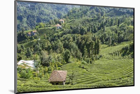 Tea Fields in Rize, Black Sea Region of Turkey-Ali Kabas-Mounted Photographic Print