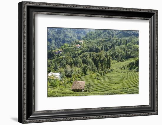 Tea Fields in Rize, Black Sea Region of Turkey-Ali Kabas-Framed Photographic Print