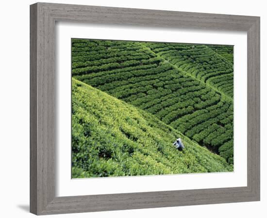 Tea Fields, Nuwara Eliya, Sri Lanka-Steve Vidler-Framed Photographic Print