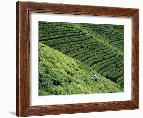 Tea Fields, Nuwara Eliya, Sri Lanka-Steve Vidler-Framed Photographic Print