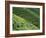 Tea Fields, Nuwara Eliya, Sri Lanka-Steve Vidler-Framed Photographic Print