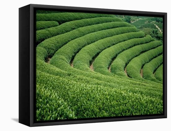 Tea Garden-null-Framed Premier Image Canvas