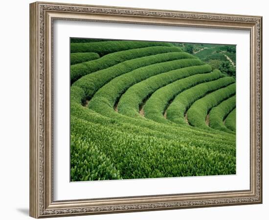 Tea Garden-null-Framed Photographic Print