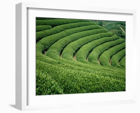 Tea Garden-null-Framed Photographic Print