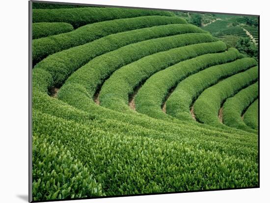 Tea Garden-null-Mounted Photographic Print