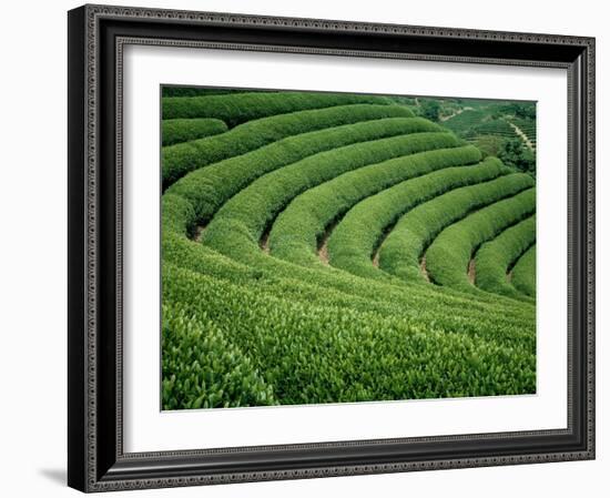 Tea Garden-null-Framed Photographic Print
