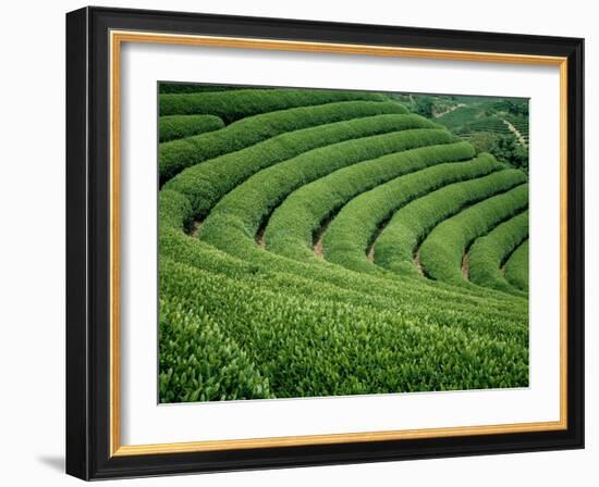 Tea Garden-null-Framed Photographic Print