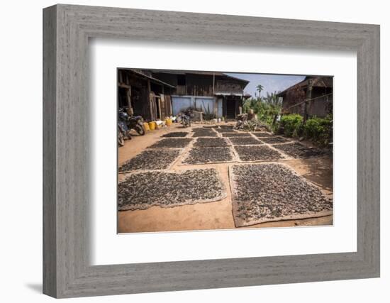 Tea Leaves Drying, Hsipaw, Shan State, Myanmar (Burma), Asia-Matthew Williams-Ellis-Framed Photographic Print