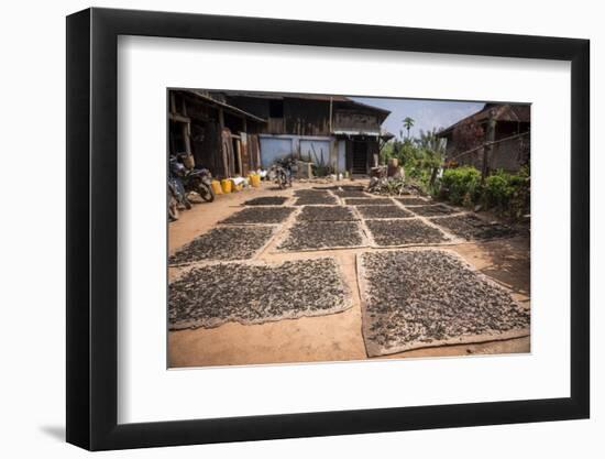 Tea Leaves Drying, Hsipaw, Shan State, Myanmar (Burma), Asia-Matthew Williams-Ellis-Framed Photographic Print