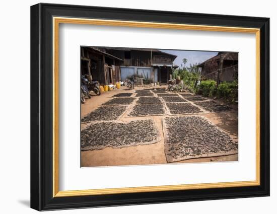 Tea Leaves Drying, Hsipaw, Shan State, Myanmar (Burma), Asia-Matthew Williams-Ellis-Framed Photographic Print