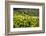 Tea Leaves, Munnar, Kerala, India, Asia-Balan Madhavan-Framed Photographic Print