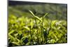 Tea Leaves, Munnar, Kerala, India, Asia-Balan Madhavan-Mounted Photographic Print