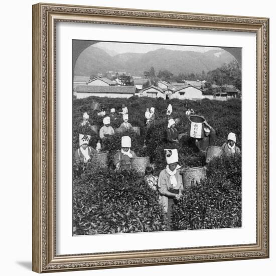 Tea-Picking in Uji, Japan, 1904-Underwood & Underwood-Framed Photographic Print
