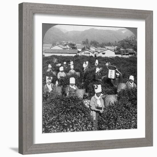 Tea-Picking in Uji, Japan, 1904-Underwood & Underwood-Framed Photographic Print