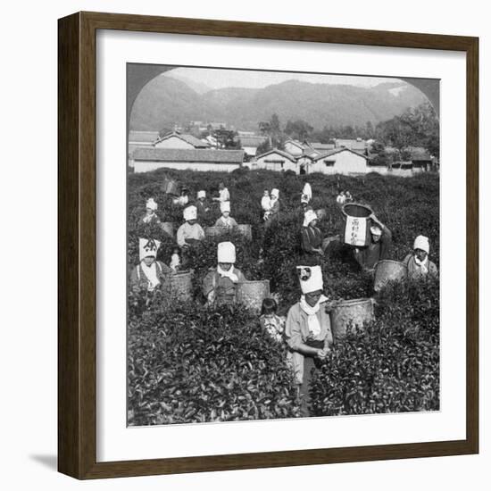 Tea-Picking in Uji, Japan, 1904-Underwood & Underwood-Framed Photographic Print