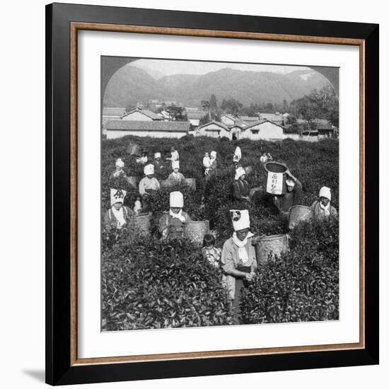 Tea-Picking in Uji, Japan, 1904-Underwood & Underwood-Framed Photographic Print