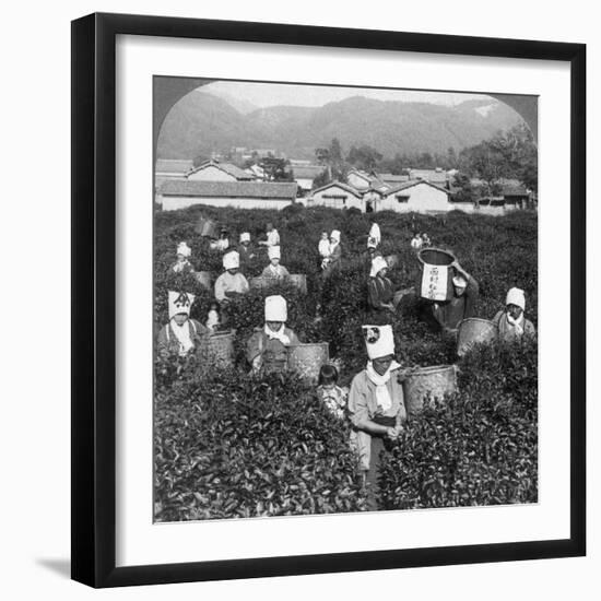 Tea-Picking in Uji, Japan, 1904-Underwood & Underwood-Framed Photographic Print