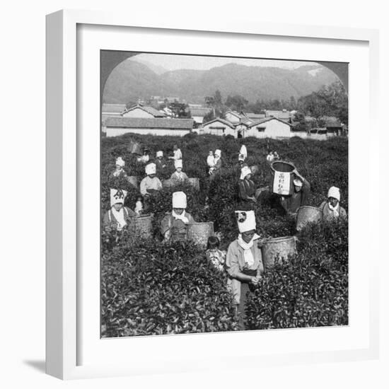 Tea-Picking in Uji, Japan, 1904-Underwood & Underwood-Framed Photographic Print