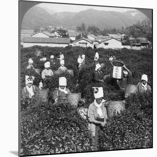 Tea-Picking in Uji, Japan, 1904-Underwood & Underwood-Mounted Photographic Print