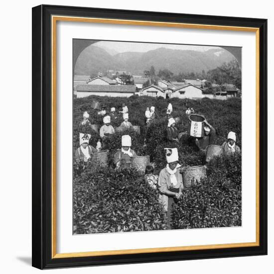 Tea-Picking in Uji, Japan, 1904-Underwood & Underwood-Framed Photographic Print