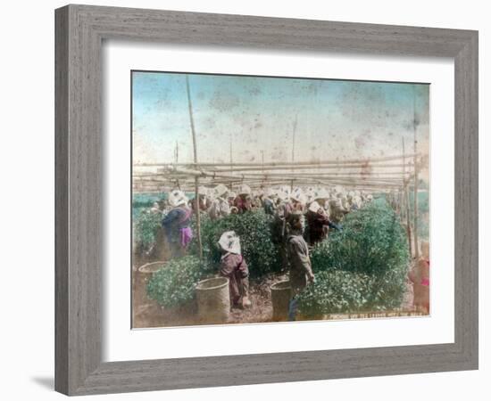 Tea Picking, Japan-null-Framed Giclee Print