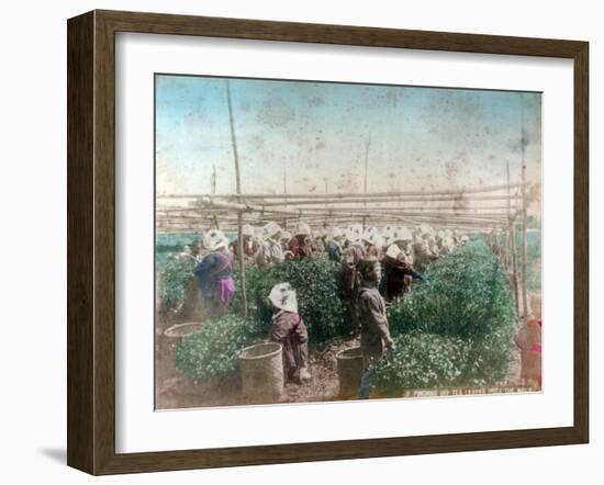 Tea Picking, Japan-null-Framed Giclee Print