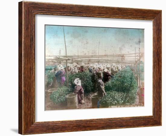 Tea Picking, Japan-null-Framed Giclee Print