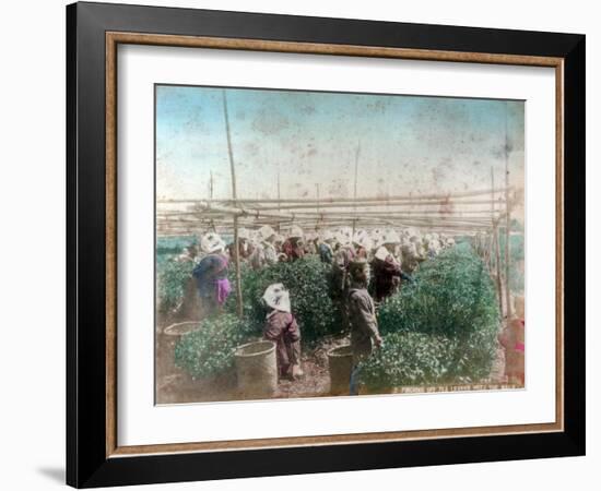 Tea Picking, Japan-null-Framed Giclee Print