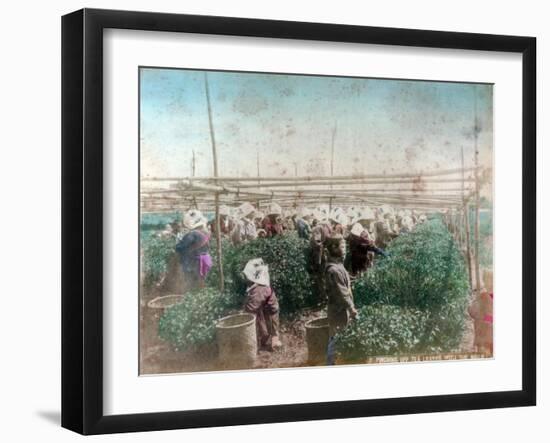 Tea Picking, Japan-null-Framed Giclee Print