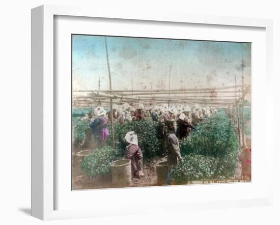 Tea Picking, Japan-null-Framed Giclee Print