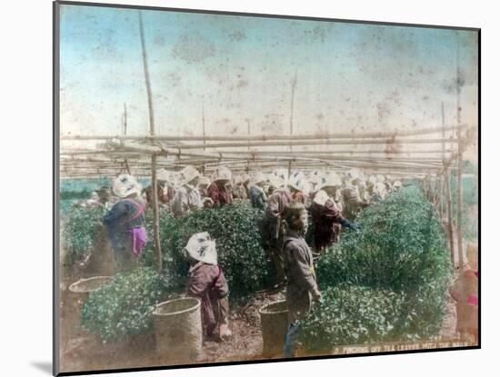 Tea Picking, Japan-null-Mounted Giclee Print