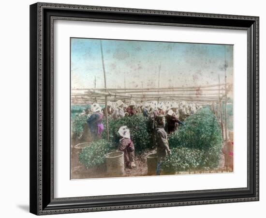 Tea Picking, Japan-null-Framed Giclee Print