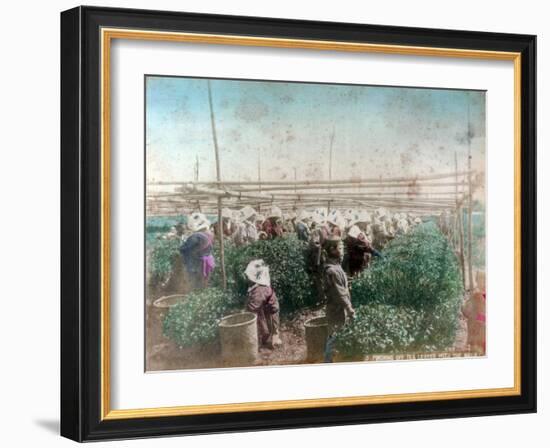 Tea Picking, Japan-null-Framed Giclee Print