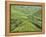 Tea Plantation, Cameron Highlands, Perak, Malaysia, Southeast Asia, Asia-Jochen Schlenker-Framed Premier Image Canvas