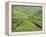 Tea Plantation, Cameron Highlands, Perak, Malaysia, Southeast Asia, Asia-Jochen Schlenker-Framed Premier Image Canvas