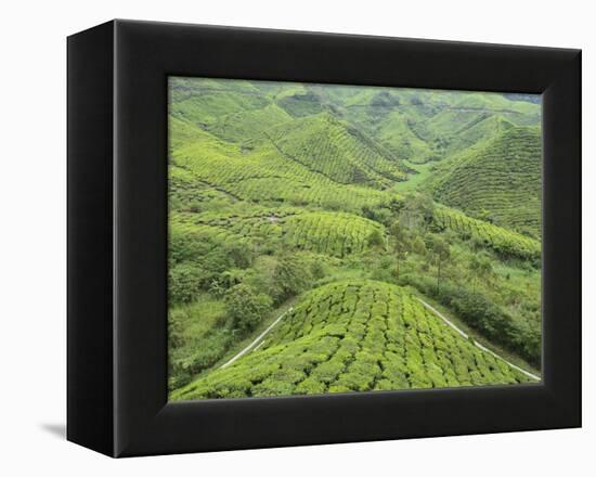 Tea Plantation, Cameron Highlands, Perak, Malaysia, Southeast Asia, Asia-Jochen Schlenker-Framed Premier Image Canvas