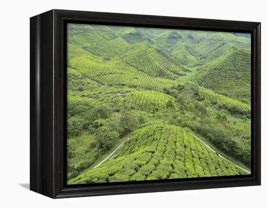 Tea Plantation, Cameron Highlands, Perak, Malaysia, Southeast Asia, Asia-Jochen Schlenker-Framed Premier Image Canvas