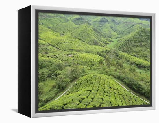 Tea Plantation, Cameron Highlands, Perak, Malaysia, Southeast Asia, Asia-Jochen Schlenker-Framed Premier Image Canvas