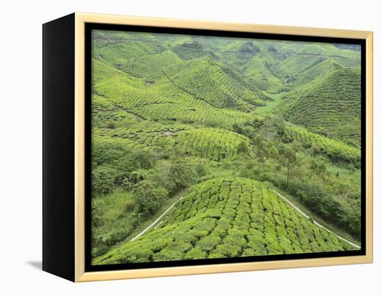 Tea Plantation, Cameron Highlands, Perak, Malaysia, Southeast Asia, Asia-Jochen Schlenker-Framed Premier Image Canvas