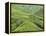 Tea Plantation, Cameron Highlands, Perak, Malaysia, Southeast Asia, Asia-Jochen Schlenker-Framed Premier Image Canvas